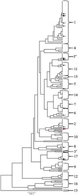 Significant variation of filamentation phenotypes in clinical Candida albicans strains